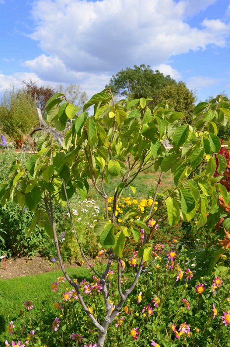 Annona cheirifolia